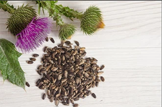 Mitkä ovat maidon ohdakeuutteen edut?